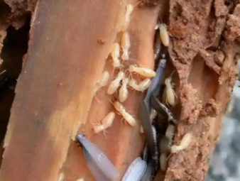 攀枝花市白蚁防治公司分享看似渺小的白蚁：被误解的生态工程师与居家隐患
